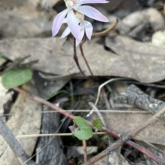 Caladenia fuscata at Bruce, ACT - suppressed