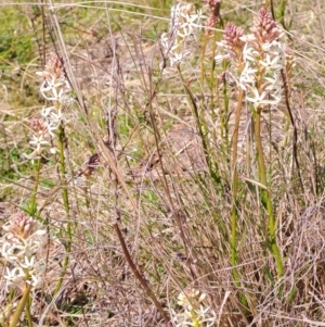 Stackhousia monogyna at Narrabundah, ACT - 3 Sep 2023