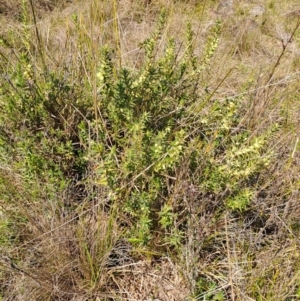 Melichrus urceolatus at Narrabundah, ACT - 3 Sep 2023 11:00 AM