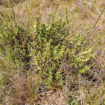 Melichrus urceolatus (Urn Heath) at Narrabundah, ACT - 3 Sep 2023 by LPadg