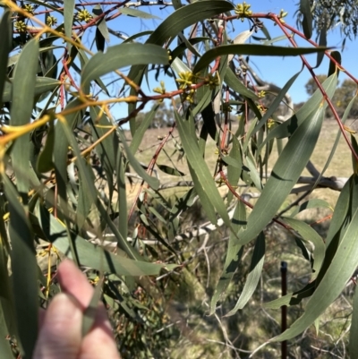 Eucalyptus pauciflora subsp. pauciflora (White Sally, Snow Gum) at Belconnen, ACT - 3 Sep 2023 by lbradley