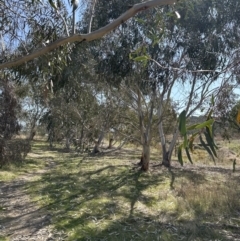 Eucalyptus pauciflora subsp. pauciflora at Yarralumla, ACT - 3 Sep 2023 11:51 AM