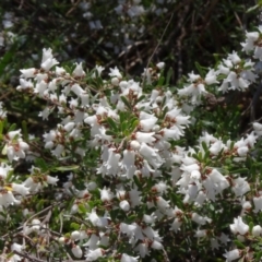 Cryptandra amara (Bitter Cryptandra) at Campbell, ACT - 2 Sep 2023 by JanetRussell