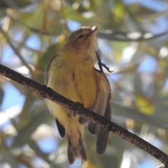 Smicrornis brevirostris (Weebill) at Leinster, WA - 31 Aug 2023 by HelenCross
