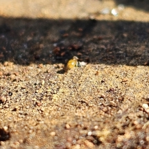 Formicidae (family) at Evatt, ACT - 3 Sep 2023 12:06 PM