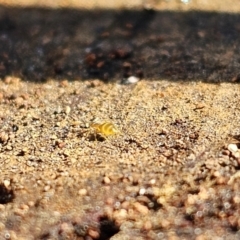 Formicidae (family) at Evatt, ACT - 3 Sep 2023 12:06 PM