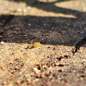 Formicidae (family) at Evatt, ACT - 3 Sep 2023 12:06 PM