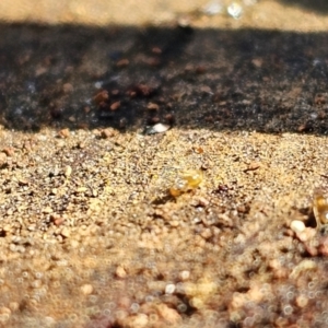 Formicidae (family) at Evatt, ACT - 3 Sep 2023 12:06 PM