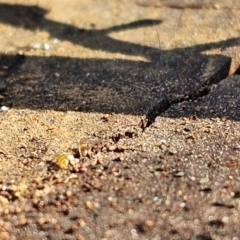 Formicidae (family) at Evatt, ACT - 3 Sep 2023 12:06 PM