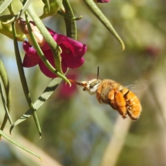 Amegilla (Asaropoda) sp. (genus & subgenus) at Leinster, WA - 31 Aug 2023 by HelenCross