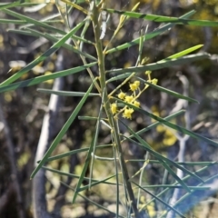 Acacia boormanii (Snowy River Wattle) at The Pinnacle - 2 Sep 2023 by sangio7