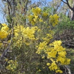 Acacia boormanii at Belconnen, ACT - 2 Sep 2023