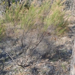 Cassinia sifton (Sifton Bush, Chinese Shrub) at Wanniassa Hill - 3 Sep 2023 by LPadg