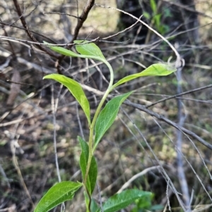 Billardiera heterophylla at Belconnen, ACT - 2 Sep 2023 02:57 PM