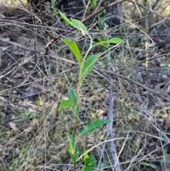 Billardiera heterophylla at Belconnen, ACT - 2 Sep 2023 02:57 PM