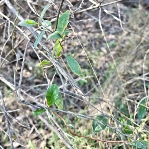 Billardiera heterophylla at Belconnen, ACT - 2 Sep 2023 02:57 PM