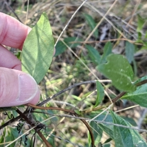 Billardiera heterophylla at Belconnen, ACT - 2 Sep 2023 02:57 PM