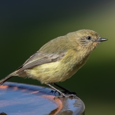 Acanthiza nana (Yellow Thornbill) at Symonston, ACT - 3 Sep 2023 by rawshorty