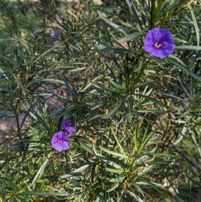 Solanum linearifolium (Kangaroo Apple) at Hawker, ACT - 3 Sep 2023 by JP95