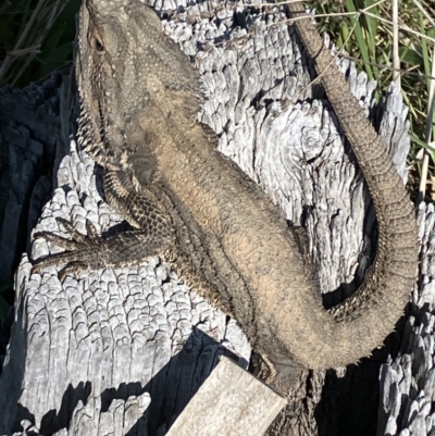 Pogona barbata (Eastern Bearded Dragon) at Hughes, ACT - 3 Sep 2023 by KL