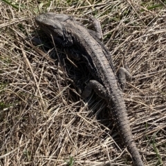 Pogona barbata (Eastern Bearded Dragon) at Hughes, ACT - 3 Sep 2023 by KL