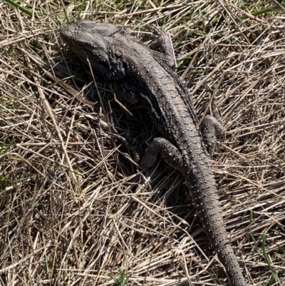 Pogona barbata (Eastern Bearded Dragon) at Hughes, ACT - 3 Sep 2023 by KL