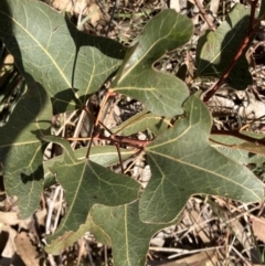 Brachychiton populneus subsp. populneus (Kurrajong) at Deakin, ACT - 3 Sep 2023 by KL