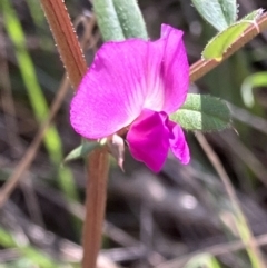 Vicia sativa (Common Vetch) at Red Hill, ACT - 3 Sep 2023 by KL