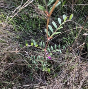 Vicia sativa at Red Hill, ACT - 3 Sep 2023