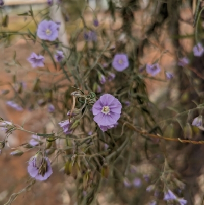 Unidentified Climber or Mistletoe at Leinster, WA - 3 Sep 2023 by HelenCross