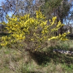 Acacia paradoxa at Campbell, ACT - 2 Sep 2023 02:45 PM