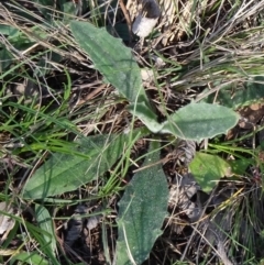 Plantago varia (Native Plaintain) at Campbell, ACT - 2 Sep 2023 by JanetRussell