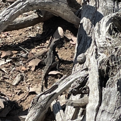 Unidentified Dragon at Googong, NSW - 3 Sep 2023 by Mavis