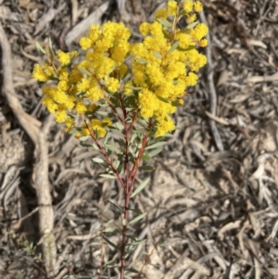 Acacia buxifolia subsp. buxifolia (Box-leaf Wattle) at Bruce, ACT - 19 Aug 2023 by lyndallh