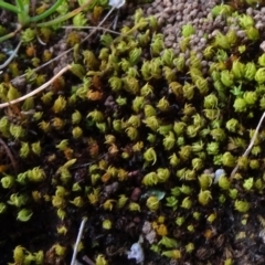 Unidentified Moss, Liverwort or Hornwort at Campbell, ACT - 2 Sep 2023 by JanetRussell