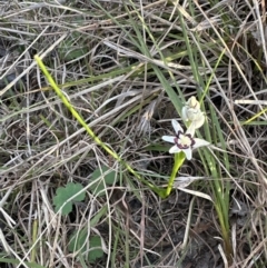 Wurmbea dioica subsp. dioica (Early Nancy) at Belconnen, ACT - 3 Sep 2023 by lbradley