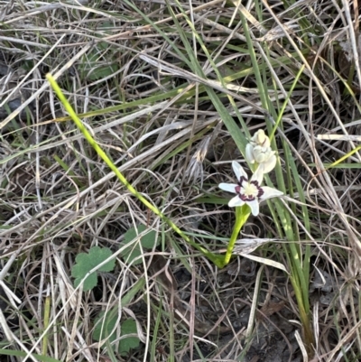 Wurmbea dioica subsp. dioica (Early Nancy) at Belconnen, ACT - 3 Sep 2023 by lbradley