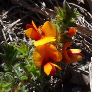 Pultenaea procumbens at O'Connor, ACT - 18 Oct 2020