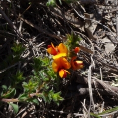 Pultenaea procumbens at O'Connor, ACT - 18 Oct 2020