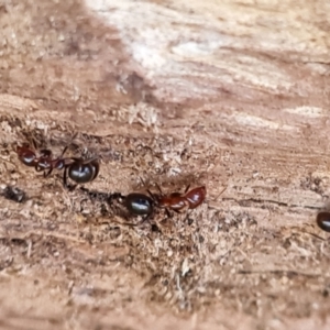 Papyrius sp. (genus) at O'Malley, ACT - 3 Sep 2023