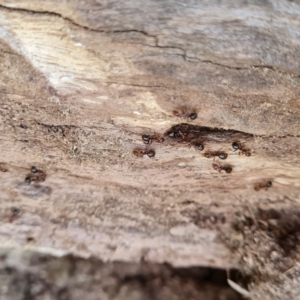 Papyrius sp. (genus) at O'Malley, ACT - 3 Sep 2023