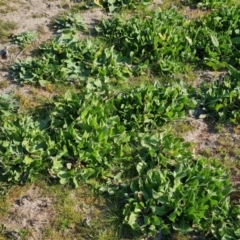 Echium plantagineum (Paterson's Curse) at O'Malley, ACT - 3 Sep 2023 by Mike