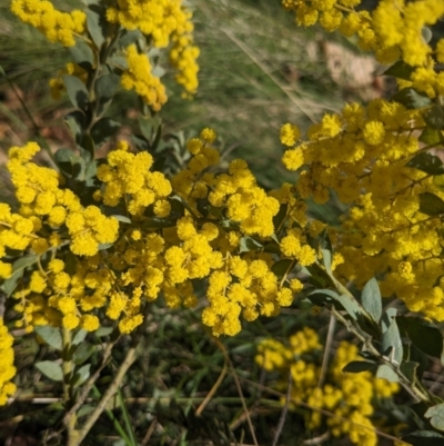 Acacia vestita (Hairy Wattle) at Hackett, ACT - 19 Aug 2023 by WalterEgo