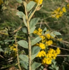 Acacia vestita at Hackett, ACT - 19 Aug 2023 01:13 PM