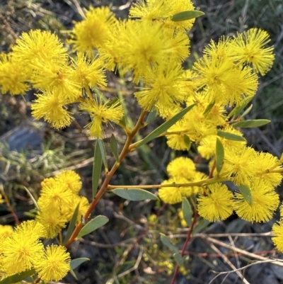 Acacia buxifolia subsp. buxifolia (Box-leaf Wattle) at Belconnen, ACT - 3 Sep 2023 by lbradley