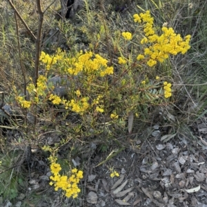 Acacia buxifolia subsp. buxifolia at Aranda, ACT - 3 Sep 2023 04:39 PM