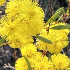 Acacia buxifolia subsp. buxifolia at Aranda, ACT - 3 Sep 2023 04:39 PM