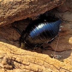 Platyzosteria melanaria at Belconnen, ACT - 3 Sep 2023