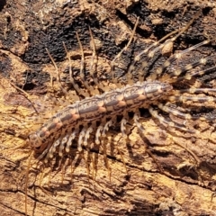 Scutigeridae (family) (A scutigerid centipede) at Belconnen, ACT - 3 Sep 2023 by trevorpreston