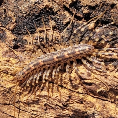 Scutigeridae (family) (A scutigerid centipede) at Jarramlee-West MacGregor Grasslands - 3 Sep 2023 by trevorpreston